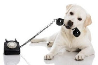 Village Animal Clinic