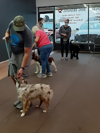 Prodogz Professional Dog Training
