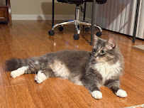 Pear Blossom Veterinary Clinic
