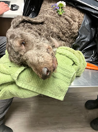 Medford Animal Hospital