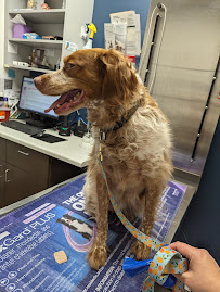 Medford Animal Hospital