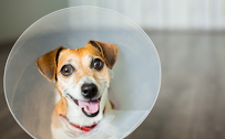 Lakeway Veterinary Hospital