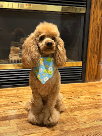 Howls N Hearts Pet Services