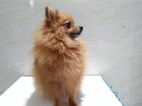 Wagging Happy Professional Dog Walking and Pet Care