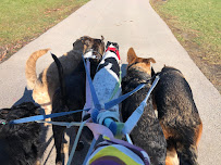 Woofin' It - Dog Walking & Pet Care