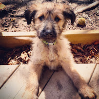 Creature Comforts Pet Services