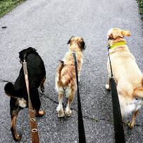 Creature Comforts Pet Services