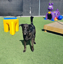 Dogtopia of Meadowvale