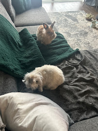 Milo & Friends Pet Services