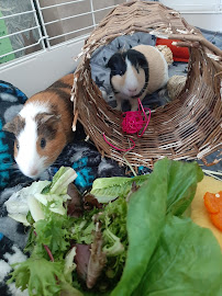 Milo & Friends Pet Services