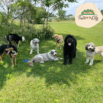 Pups 'n' Kittens Pet Services