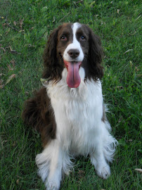 Bark Busters In Home Dog Training - Montreal