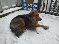 Bark Busters In Home Dog Training - Montreal