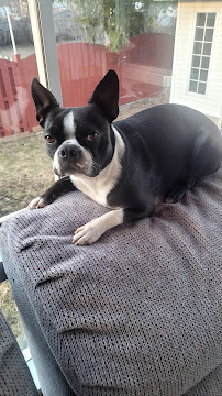 Montreal Est - Pension pour chiens RDP sans cages