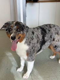 Happy Hound Dogcare Company