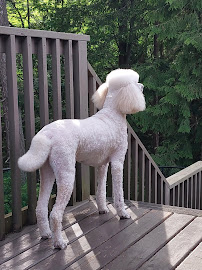 Dog N' Suds Pet Services Ltd