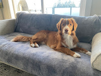 Wild Tails Grooming and Daycare