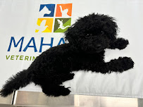 Mahalo Veterinary Hospital