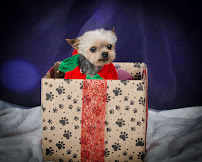 Animal Magic Pet Boutique