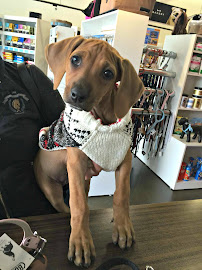 Animal Magic Pet Boutique