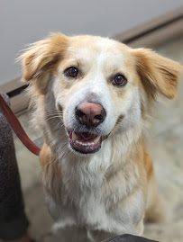 Nanaimo Veterinary Hospital