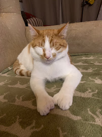 Harbour City Animal Hospital