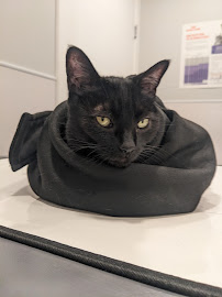 Westview Veterinary Services