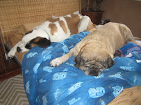 Cornwall Animal Hospital in Oakville