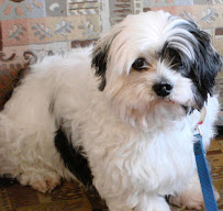 The Pet Sister Oakville
