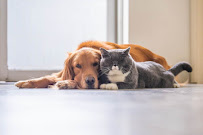 Katie & Company Pet Sitting