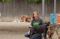 Central Park Dog Daycare