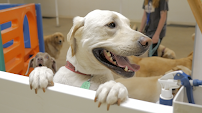 Central Park Dog Daycare