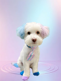 Passion 4 Paws Dog Spa