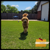 Yukon Animal House - Small breed dog boarding & daycare