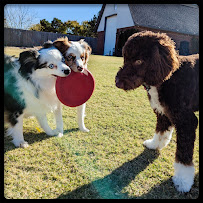 Yukon Animal House - Small breed dog boarding & daycare