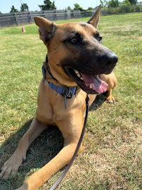 K9 University Dog Training OKC