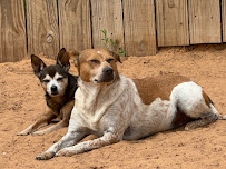 Shannon Farmz Pet Services