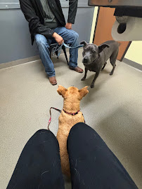Bella SPCA Non-Profit Veterinary Hospital