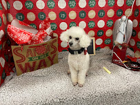 American School of Dog Grooming