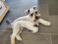American School of Dog Grooming