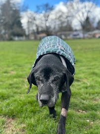 Compassionate Care Oregon City: Home Pet Euthanasia & Pet Cremation