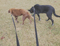High Desert Pet Sitting