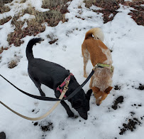 High Desert Pet Sitting