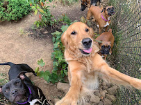Oregon Dog Camping