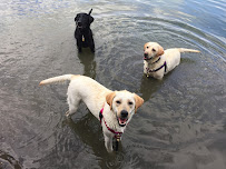 The Wag Staff
