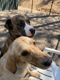 Sunrover Dog Daycare
