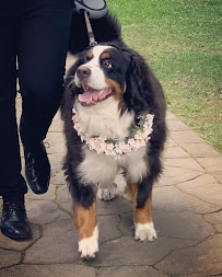 Dayna's Pet Services Inc.