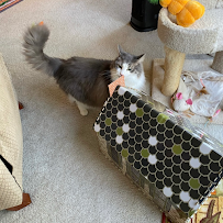 Pet Palace