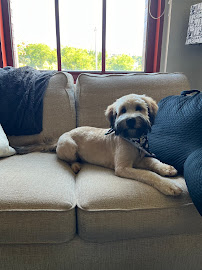 Camp Bow Wow Pittsburgh South