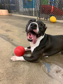 Friendly Paws Pet Resort, LLC